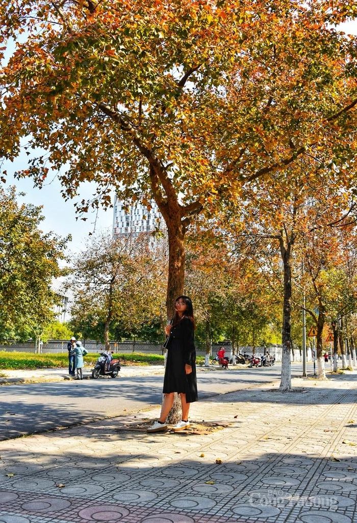 Đây là năm đầu tiên phong lá đỏ mới có dịp khoe sắc