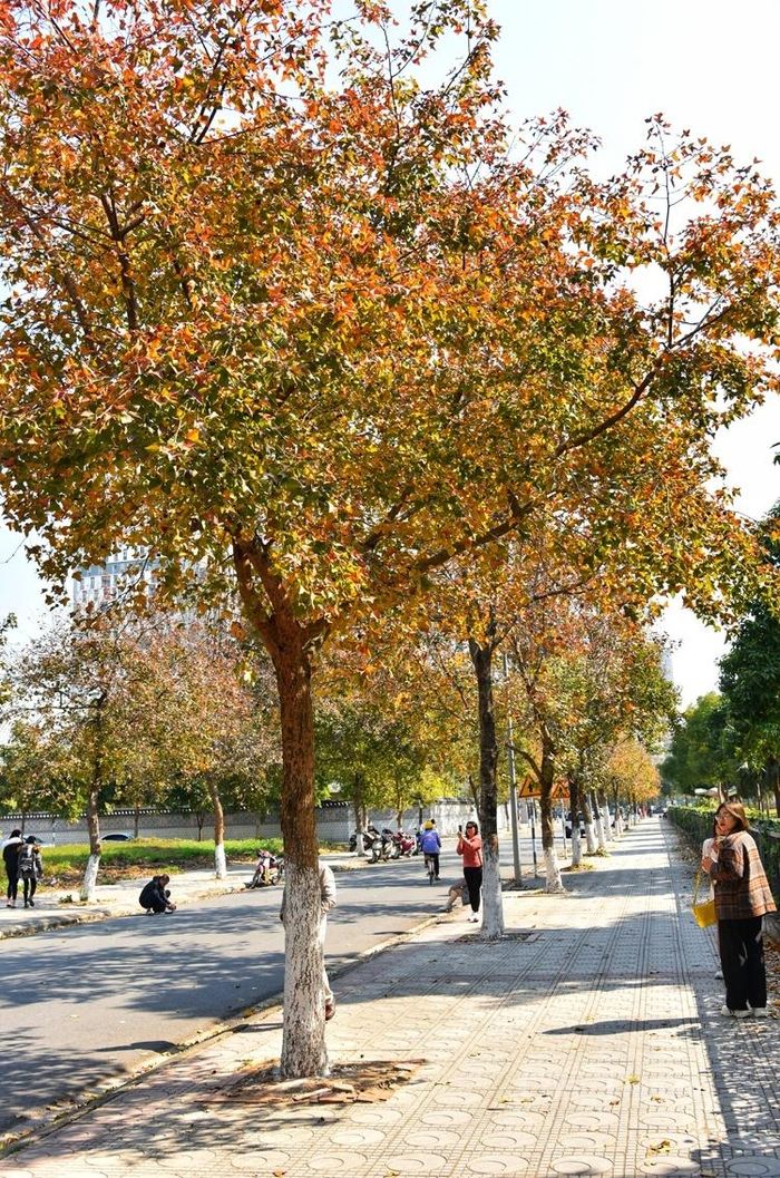 Hà Nội rực sắc phong lá đỏ