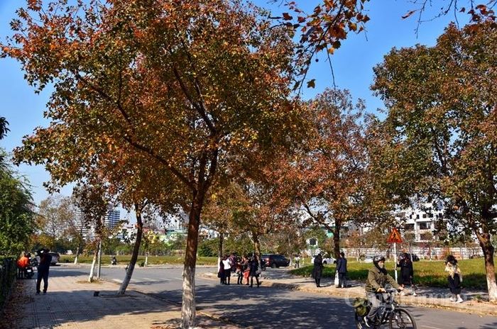 Rất đông người dân Hà Nội về đây chiêm ngưỡng phong lá đỏ