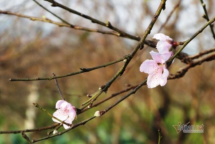 Những gốc đào phai sần sùi như đào đá