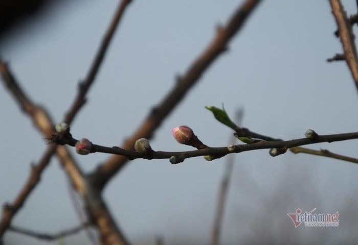 Xuân Du được xem là "thủ phủ" đào của xứ Thanh