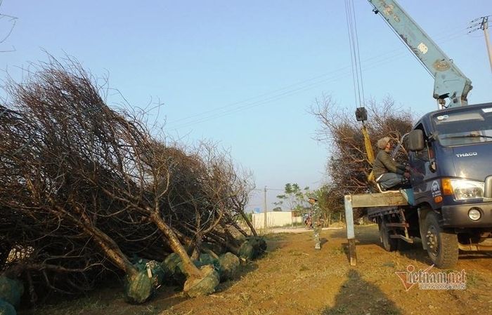 Còn rất sớm nhưng thương lái đã đến "ôm" đào