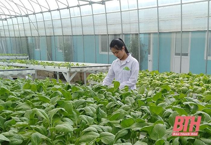 Hiệu quả từ các mô hình trồng rau thủy canh - Báo Thanh Hóa