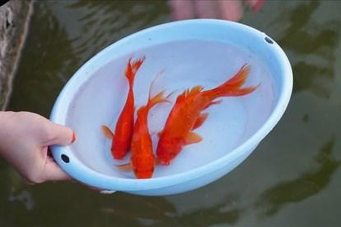 Phóng sinh cá chép trong ngày ông Công ông Táo là nét đẹp văn hóa người Việt.