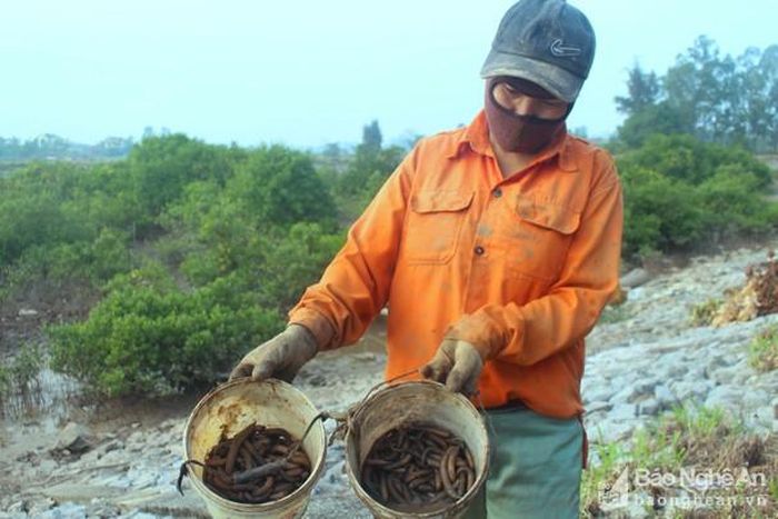 Sâm đất sống dưới lớp bùn, người dân dùng cuốc đào bắt, mỗi ngày họ cuốc được khoảng 2 - 3 kg sâm đất. Ảnh: Việt Hùng