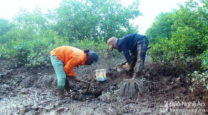 Người dân xã An Hòa, huyện Quỳnh Lưu săn bắt sâm đất dưới sông rừng ngập mặn. Ảnh: Việt Hùng