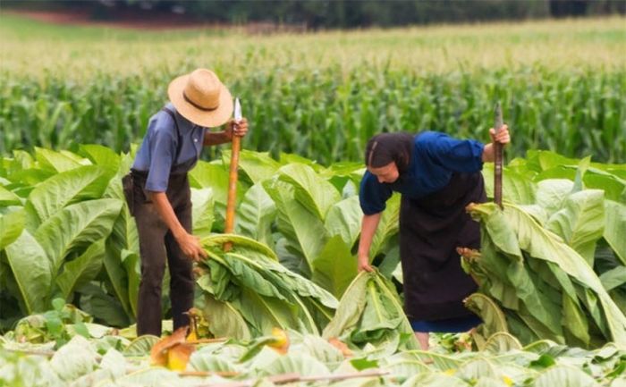 Nghề nông là công việc chủ yếu của người Amish. Ảnh:Usnews.