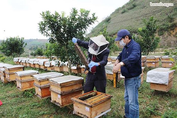Nuôi ong ngoại khai thác mật trên thùng kế theo hướng VietGAHP, góp phần nâng cao chất lượng mật ong