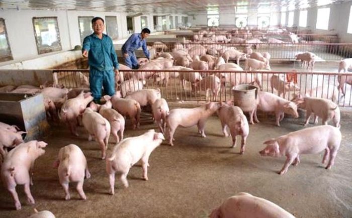 Khu chuồng chăn nuôi lợn thương phẩm của trang trại anh Nguyễn Ngọc Sáng.