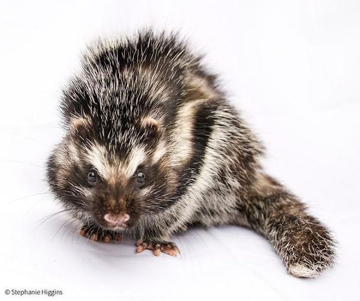 Năm 2011, một nghiên cứu ban đầu về các đặc điểm bất thường của chuột mào cho thấy chúng thu thập chất độc từ cây mũi tên (Acokanthera schimperi).