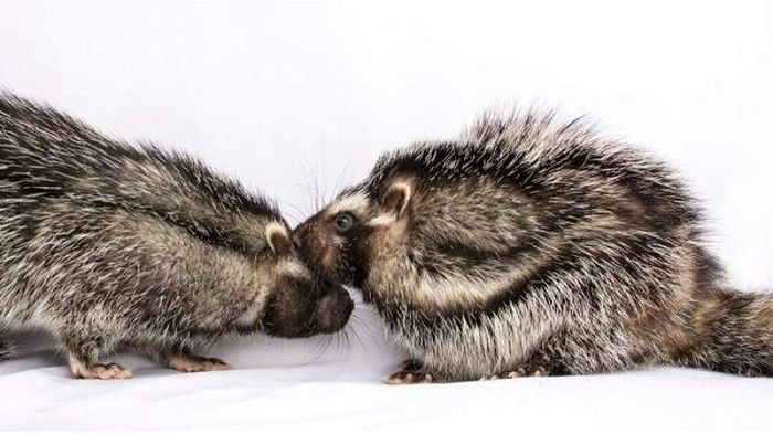 Dù có vũ khí bí mật chết người, loài chuột mào châu Phi (Lophiomys imhausi) trông không giống một sát thủ nguy hiểm mà có hình dáng tương tự như thỏ và chồn.