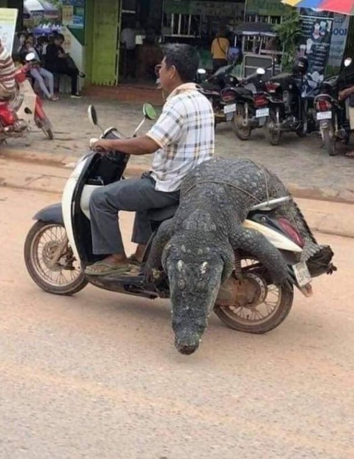 Đi chợ sắm Tết, cứ con nào to nhất chợ thì mua 