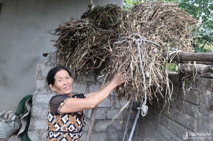 Giấy dó được làm từ vỏ cây niệt được người dân ở đây lấy từ ngoài đồng, trên núi hoặc mua về từ các huyện Diễn Châu, Quỳnh Lưu. Vỏ cây niệt có thể sử dụng làm tươi hoặc phơi khô cất làm giấy quanh năm. Ảnh: Huy Thư