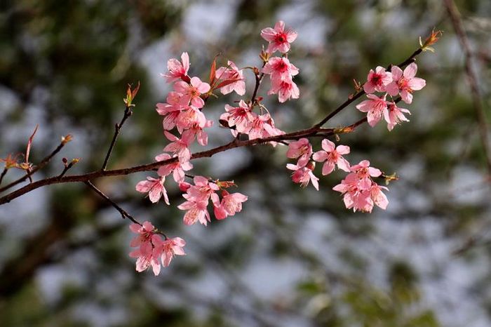 Sắc hồng đầy quyến rũ của hoa mai anh đào Đà Lạt