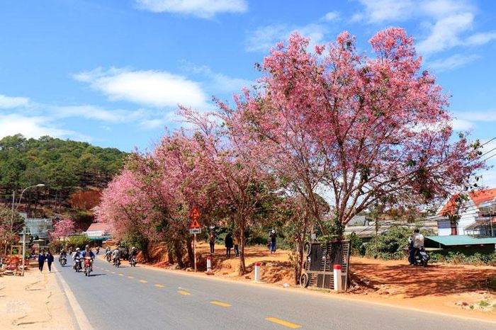 Mai anh đào khoe sắc trên các trục đường của thành phố Đà Lạt