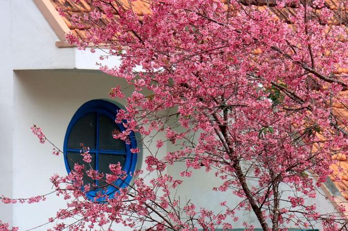 Hoa tô điểm cho những ổ cửa của những căn biệt thự kiến trúc Pháp trên thành phố hoa