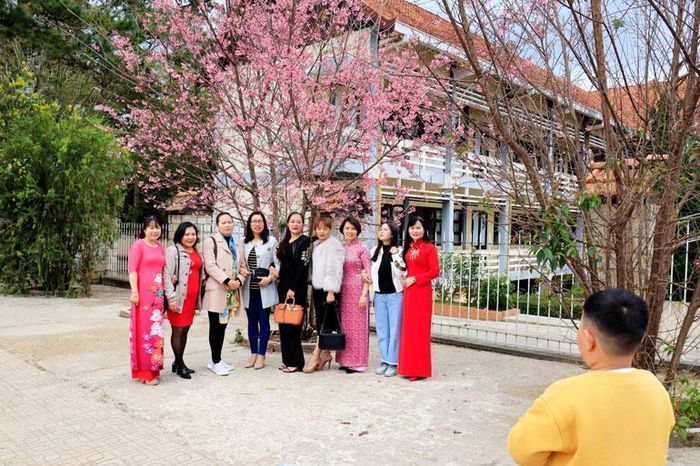 Chụp hình lưu niệm với hoa mai anh đào