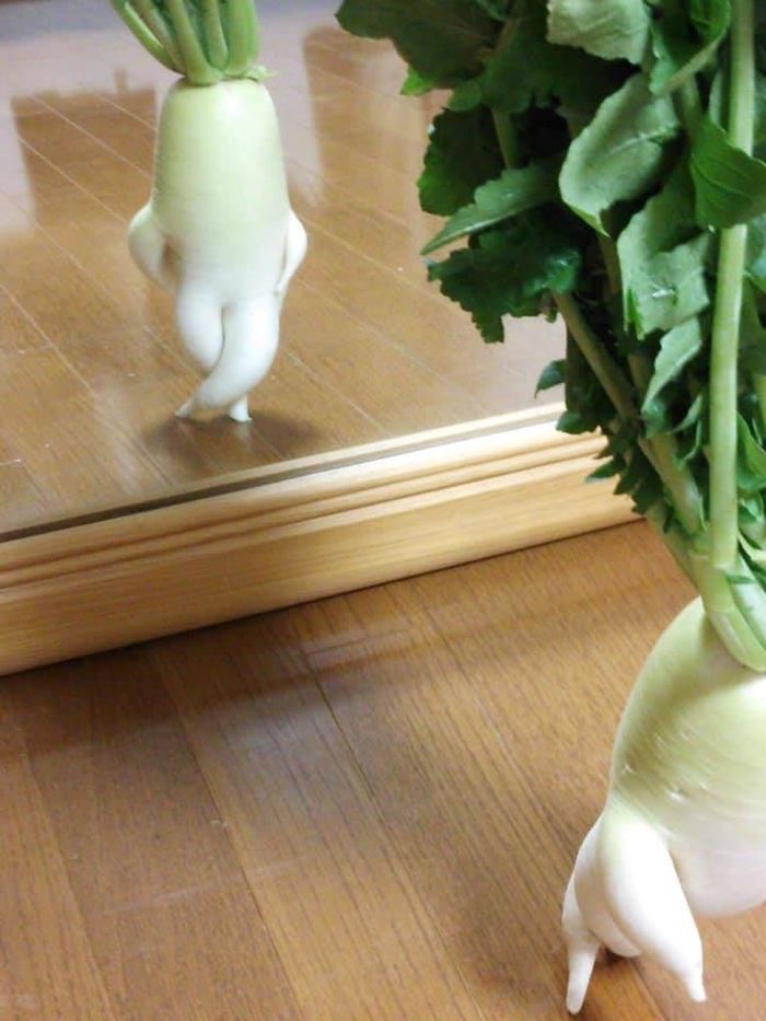Củ cải trắng ham vận động này thực sự đã khiến nhiều người được truyền cảm hứng cho việc tập luyện.