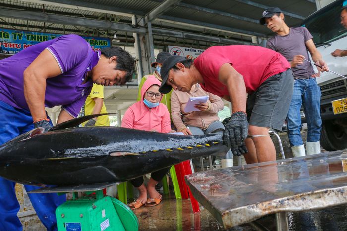  Sản lượng cá đánh bắt nhiều nhưng đều được các thương lái chờ sẵn thu mua hết trong vài giờ. 