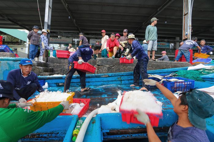  Ngoài cá ngừ đại dương, dịp cuối năm ngư dân miền Trung cũng trúng đậm cá ngừ sọc dưa. Hiện, giá cá ngừ sọc dưa cũng đang ở mức cao nên các chủ tàu lãi lớn. 