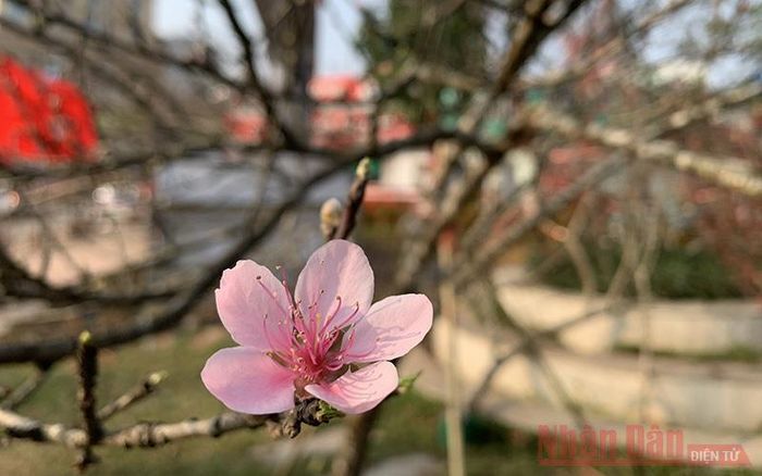 Đào rừng chủ yếu là đào phai, cánh to, hoa to, hương thơm nhẹ, rất được người tiêu dùng Hà Nội ưa chuộng.