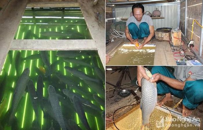 Mô hình nuôi cá lồng mang lại hiệu quả kinh tế cao cho gia đình ông Trần Văn Huy. Ảnh: Thái Hiền