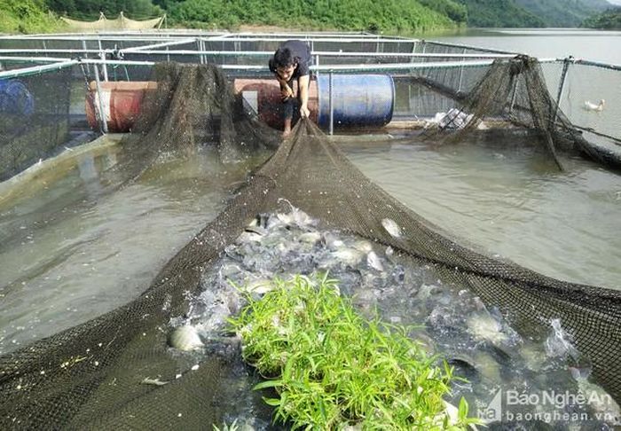 Mô hình nuôi cá lồng đang được huyện Anh Sơn chú trọng nhân rộng trong thời gian tới. Ảnh: Thái Hiền