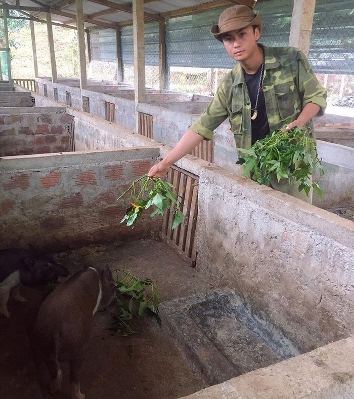 Hồ Hữu Thăng chăm sóc đàn lợn rừng lai trong trang trại của mình -Ảnh: H.N