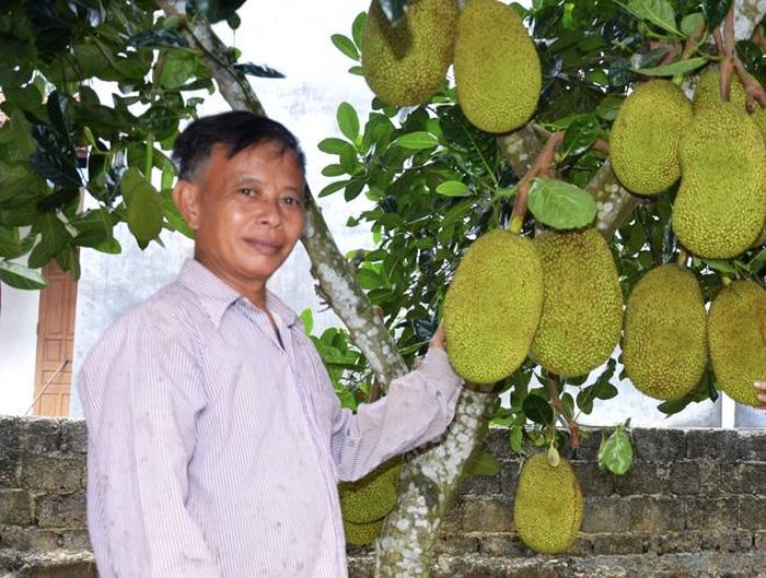 Ông Nguyễn Tòng Tiến giới thiệu về mít Thái Lan trồng tại gia đình.