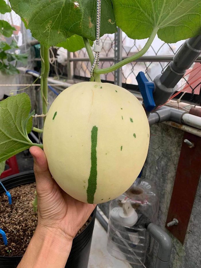 Ngoài trồng dưa lưới, anh Bằng còn dùng 20m2 trên sân thượng để sưu tầm các loại lan và 20m2 ở phía trước lót sàn gỗ, xung quanh trồng một số chậu hoa hồng, cà chua, nho, táo và rau. Phía dưới sân thượng anh làm một phòng nấm nhỏ, trồng nấm bào ngư và nấm hoàng đế để gia đình sử dụng và dùng biếu hàng xóm.