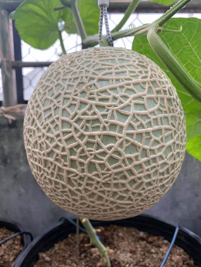 Vườn cây trĩu trái và rau giúp gia đình anh Bằng có nguồn thực phẩm sạch. Ngoài ra, nhờ có vườn cây, gia đình anh Bằng có khuôn viên vui chơi cho cả nhà giữa lòng thành phố đầy ồn ào náo nhiệt. 