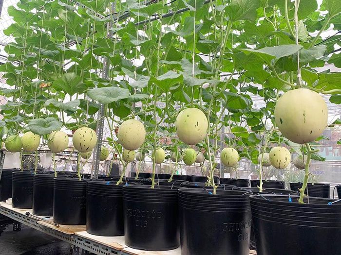 Anh Bằng chia sẻ, quá trình trồng dưa của anh luôn thách thức hơn các vườn khác, vì anh trồng hữu cơ 100%. "Từ lúc ủ trộn đất đến khi bón thúc tôi chỉ dùng hữu cơ: trùn quế, phân dơi, cá ủ,… Lúc xử lý nấm gốc, phấn trắng tôi cũng chỉ dùng vi sinh hữu cơ", anh Bằng chia sẻ. 