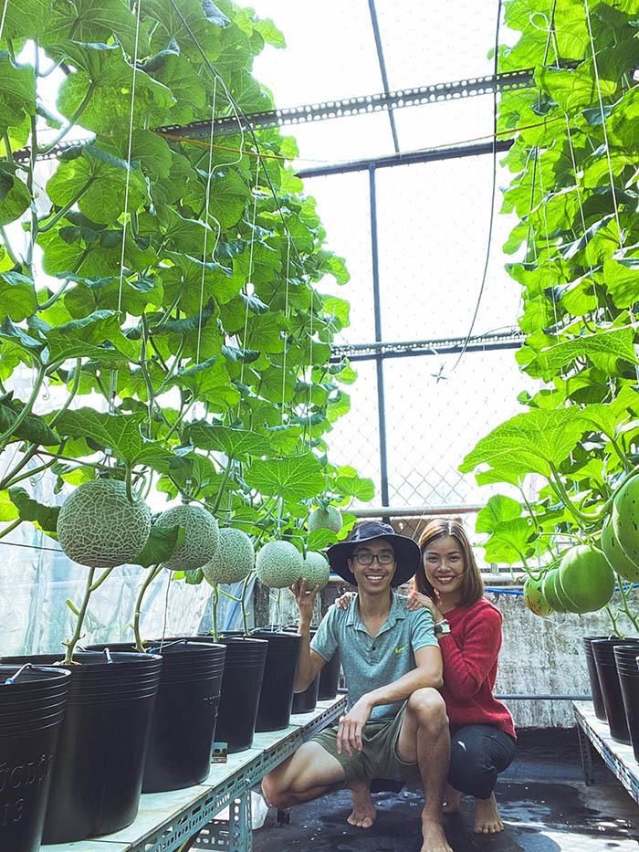 Anh Bằng cho biết, cây dưa lưới cần nhiều nắng, vì vậy, mỗi gốc dưa anh để cách nhau 50cm, hàng cách hàng ở khoảng 120cm để vườn được thông thoáng và cây đón đủ nắng.