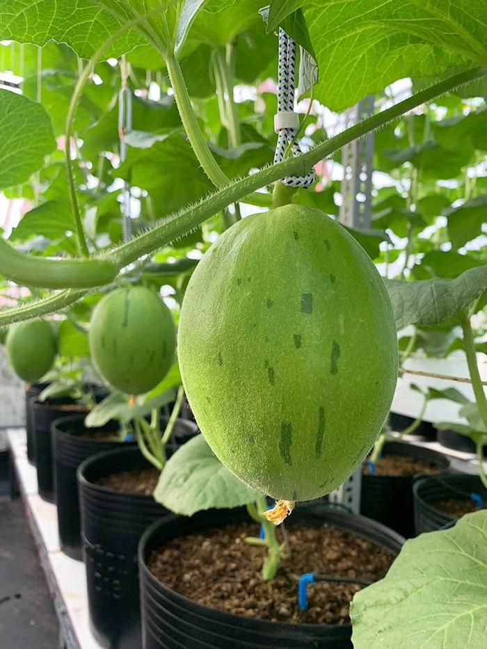 Anh Bằng sử dụng chậu có dung tích từ 14- 18 lít và không quá cao để trồng dưa. Giá thể trồng dưa được anh phối trộn giữa đất thịt (đất đỏ, đất đen,…), phân bò, phân gà đã ủ hoai và xơ dừa đã xả chát hoặc trấu tươi.
