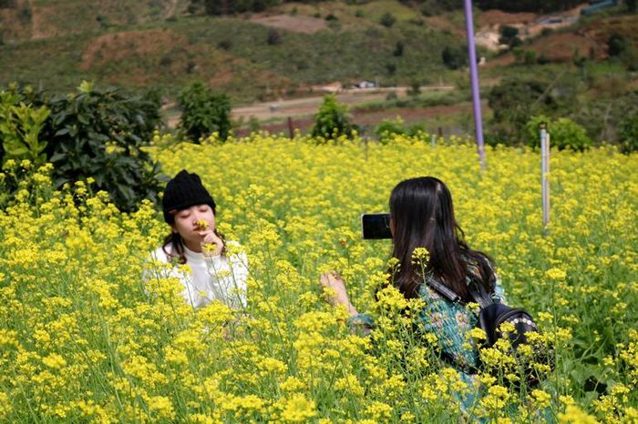 Du khách thập phương thích thú được ngắm nhìn và lưu lại những bộ ảnh rực rỡ nơi vùng ven TP Đà Lạt