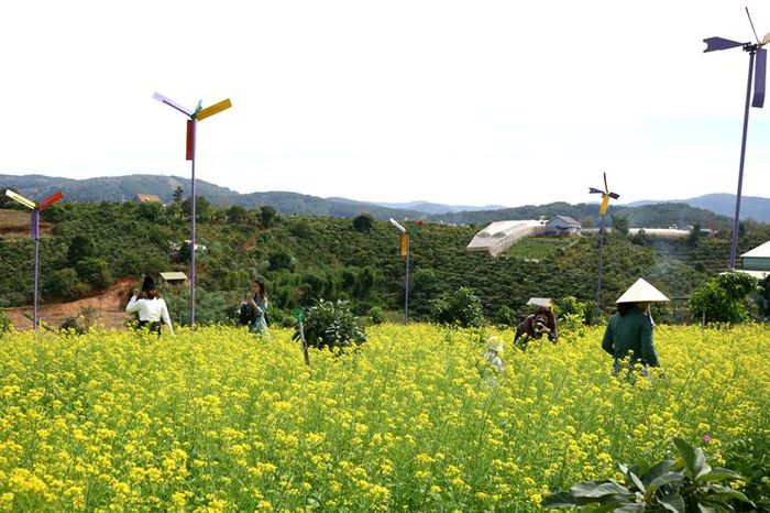 Cánh đồng hoa cải vàng nổi bật trên nền trời xanh, khiến những ai đặt chân đến đây đều say đắm trước khung cảnh thiên nhiên nơi đây