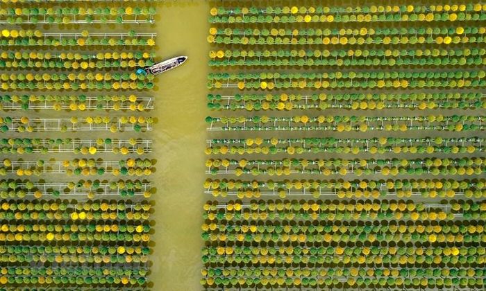 Làng hoa Tết ở Sa Đéc nhìn từ trên cao. (Nguồn: Vietnam+)