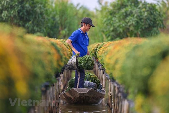 Sản phẩm chính của thị trường vẫn là hoa cúc vàng, cúc mâm xôi, đại đóa. (Nguồn: Vietnam+)
