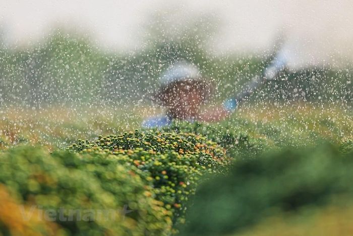 Rực rỡ sắc vàng tại thủ phủ hoa Tết ở Sa Đéc. (Nguồn: Vietnam+)