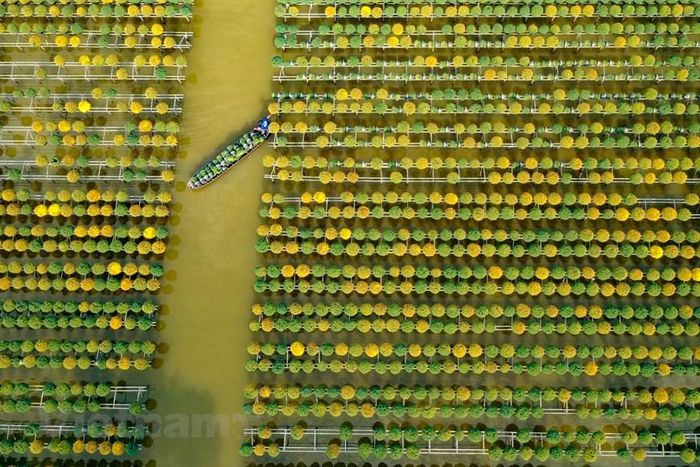 Làng hoa Tết ở Sa Đéc nhìn từ trên cao. (Nguồn: Vietnam+)