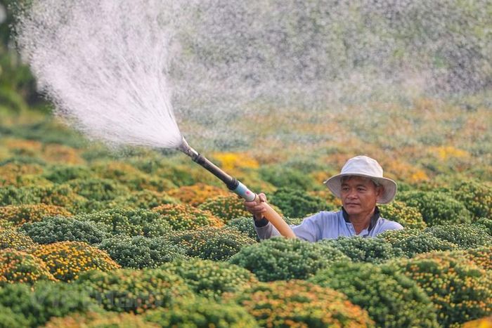 Rực rỡ sắc vàng tại thủ phủ hoa Tết ở Sa Đéc. (Nguồn: Vietnam+)