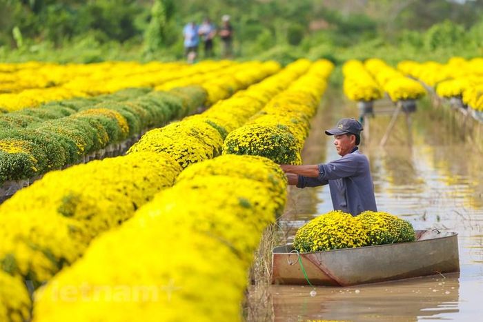Rực rỡ sắc vàng tại thủ phủ hoa Tết ở Sa Đéc. (Nguồn: Vietnam+)