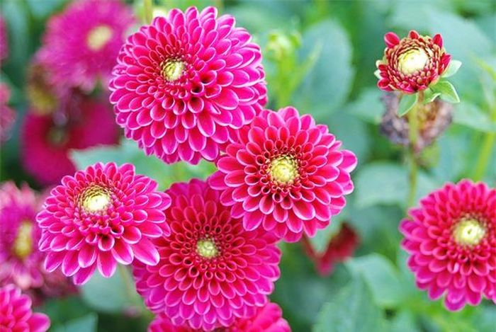 Có nhiều cách để giữ được lọ hoa chơi suốt Tết. Ảnh minh họa.