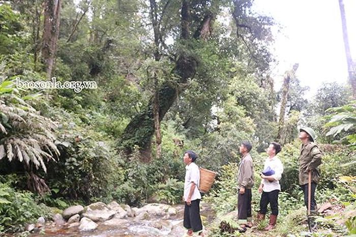 Đội quần chúng bảo vệ rừng bản Ta Pù Chử, xã Chiềng Ân (Mường La) tuần tra diện tích rừng.