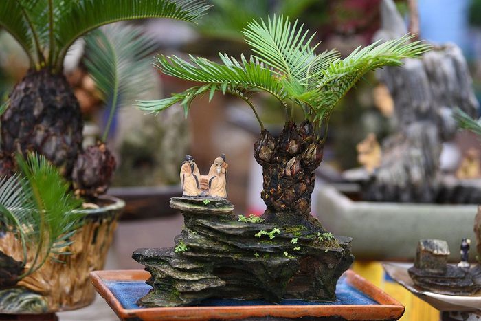 Để cây mọc trên đá như thế này phải mất thời gian rất lâu cùng kỹ thuật chăm sóc đặc biệt