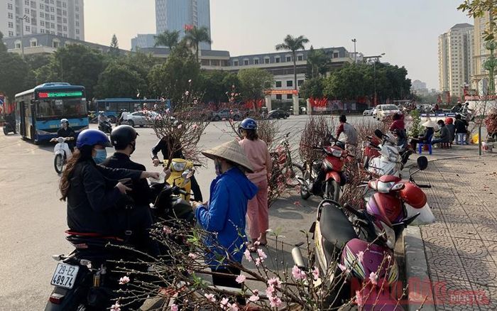 Năm nay, đào cành giá rẻ có tốc độ tiêu thụ tốt hon. 