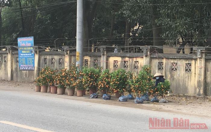 Quất tiêu thụ chậm. 