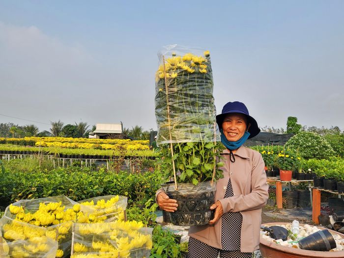 Nhà vườn Năm Hành trên đường Thủ Khoa Huân (phường Tân Quy Đông, TP Sa Đéc) chia sẻ: “Năm nay dịch bệnh nên bà con ở đây ai cũng sợ, không dám trồng hoa Tết nhiều. Có nhà nghỉ trồng luôn vì sợ bán không được. Riêng nhà tôi cũng giảm 50% số lượng so với năm trước. Nhưng khoảng một tuần nay, có nhiều người ở các tỉnh như: Tây Ninh, Đắk Lắk, TP Hồ Chí Minh,… tới hỏi mua, nhà vườn ở đây ai cũng phấn khởi. Vì nghe nói, hoa ở Bến Tre bị hư nhiều nên họ đổ về đây mua".