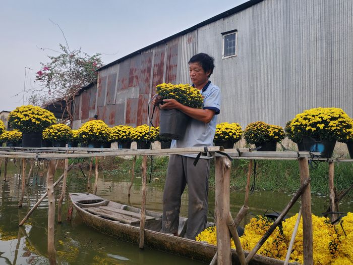 Đang bó những chậu cúc mâm xôi để giao cho khách ở TP Hồ Chí Minh, ông Nguyễn Văn Bảy (xã Tân Khánh Đông, TP Sa Đéc) cho biết, cúc mâm xôi năm nay chỉ khoảng 140 – 160.000 đồng/cặp, giảm nhẹ so với năm ngoái. Ảnh: Kim Hà.