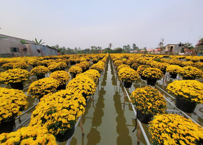 Sau 6 tháng vun trồng, chăm bón, những chậu cúc mâm xôi nay đã khoe sắc vàng rực, chuẩn bị tô điểm thêm sắc xuân cho mọi gia đình.